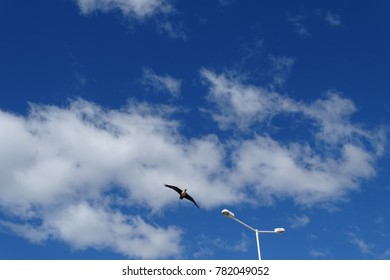 bird flying in the sky with clouds and postlight view, Calafate, Argentina