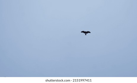 Bird Flying In The Sky HD Image