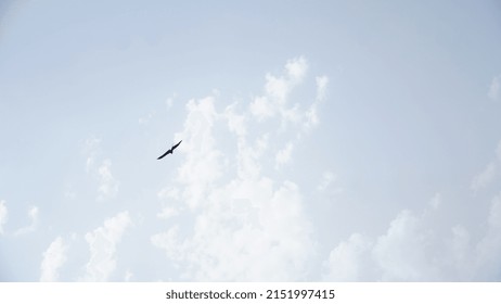 Bird Flying In The Sky HD Image