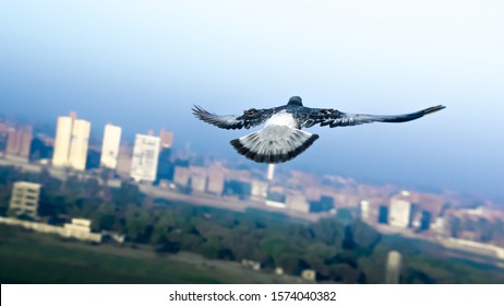 Bird Flying In The Sky Over City