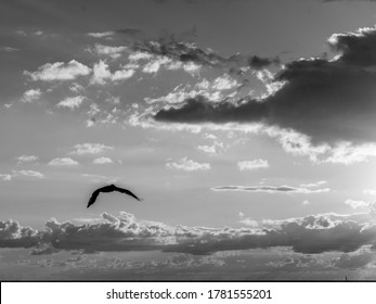 Bird Flying Sky, Placencia Peninsula, Belize