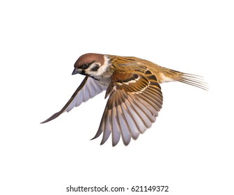 A bird flying a sparrow on a white background. - Shutterstock ID 621149372