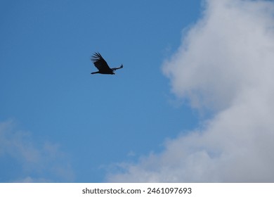 Bird flying through through clouds in blue sky.