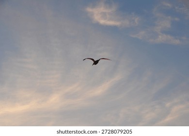 bird flying through clouds during a sunset