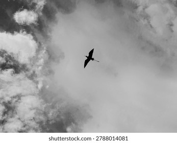 Bird Flying Through Dramatic Cloudy Sky Black and White