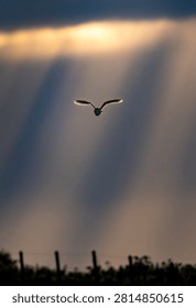 Bird Flying Through Sun Rays at Sunset