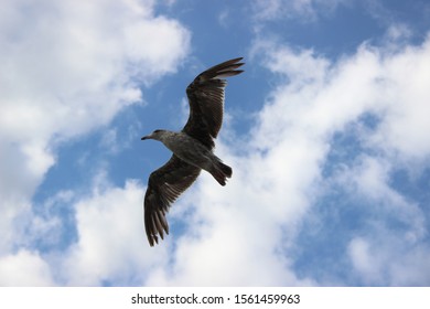 Bird Flying With Wings Spread Open In The Nature Of Baja California, Mexico. Wildlife Photography