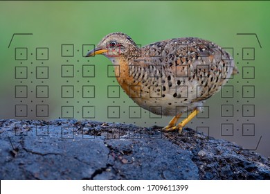 Bird in focus, wild animal photography through the camera viewfinder