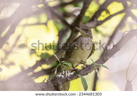 Similar – Image, Stock Photo Curious bird Nature Animal