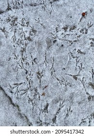 Bird Footprints In New England Snow