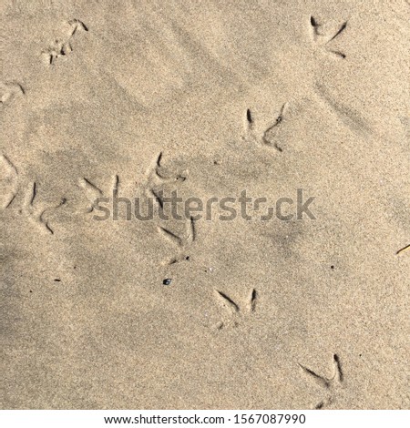 Bird footprints on beach sand