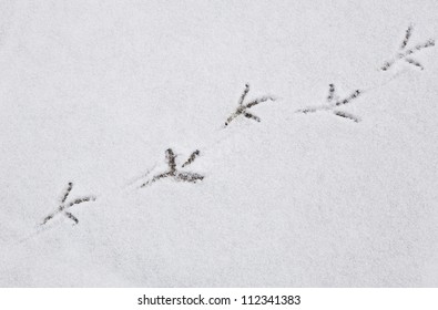 Bird Footprints On The Snow