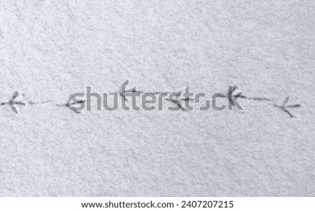 Bird footprints on white snow. Top view bird footprints in deep snow. Snow texture with bird foot prints