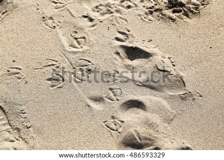 Bird Footprints in sand beach.