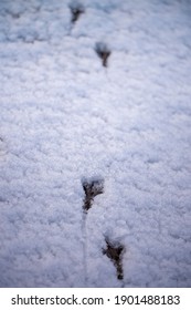 Bird footprints in snowy ground