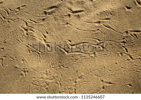 Similar – beach shapes Sand Beach