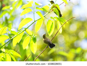 bird in the forest