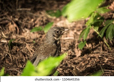 Bird in the forest स्टॉक फोटो