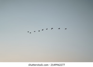 Bird Formation Flying In Clear Sky