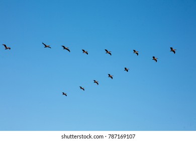 Bird Formation (horizontal)