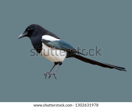 European Pied Flycatcher