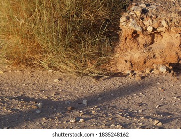 Bird Of Fringillidae Family Foraging On The Desert Plant 