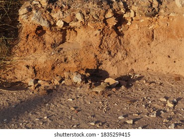 Bird Of Fringillidae Family Foraging On The Desert Plant 