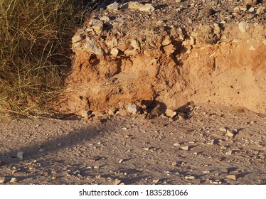 Bird Of Fringillidae Family Foraging On The Desert Plant 