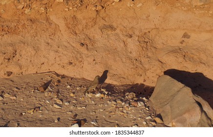 Bird Of Fringillidae Family Foraging On The Desert Plant 