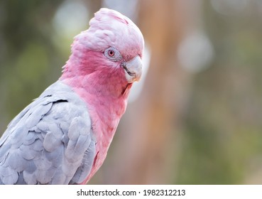 Bird Galah In The Wild