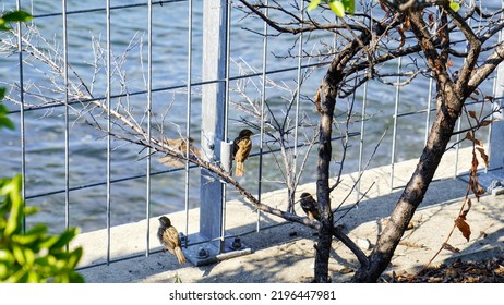 Bird In  Gantry Plaza State Park