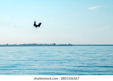 A bird glides effortlessly over tranquil waters, its wings outstretched against a bright blue sky. The peaceful scene evokes a sense of wonder, highlighting nature's pure beauty.
