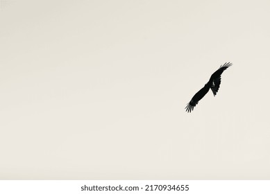 Bird Gliding In The Sky