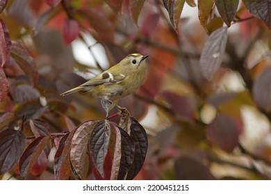 Bird Goldcrest On A Branch