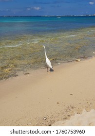 Bird ,grand Cayman, 2019 ,island,beach,sea