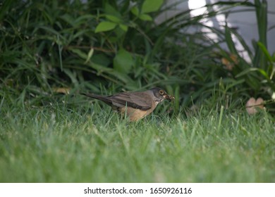 A bird in the grass eating a worm