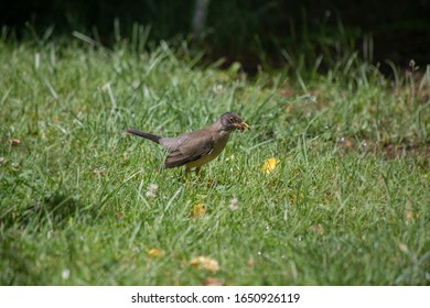 A bird in the grass eating a worm