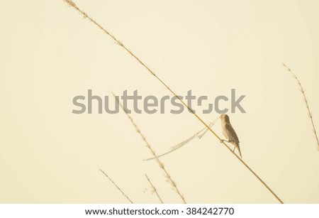 Similar – Image, Stock Photo No pipe sparrow