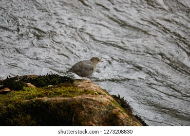 Bird, Great Bear Rainforest, Canada