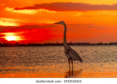 Bird Great Blue Heron at sunset in the water bay beautiful landscape 