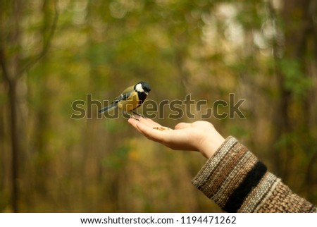 bird great tit (Parus major) sits on the female palm looking at the food offered to her, on a blurred forest background