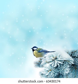 bird (great titmouse ) in winter time