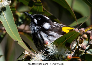 A Bird In A Gumtree