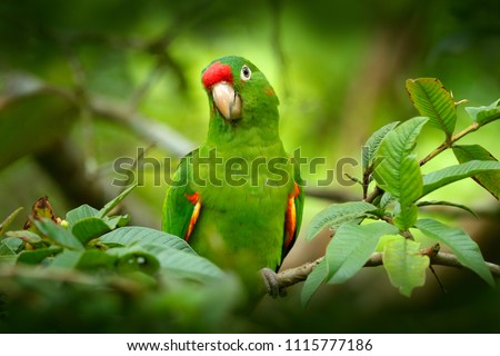 Bird in the habitat. Crimson-fronted Parakeet, Aratinga funschi, portrait of light green parrot with red head, Costa Rica. Wildlife scene from tropical nature.