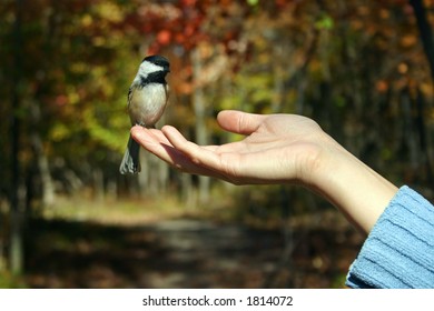 Bird in hand - Powered by Shutterstock - Get 15% off with code: PIKWIZARD15