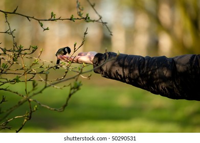 Bird in the Hand