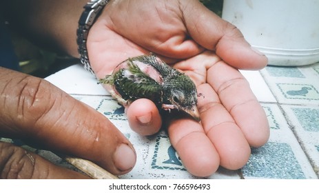 Bird in hand