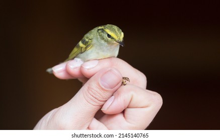 Bird In The Hands Of An Ornithologist