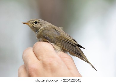 Bird In The Hands Of An Ornithologist