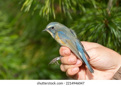 Bird In The Hands Of An Ornithologist Close Up